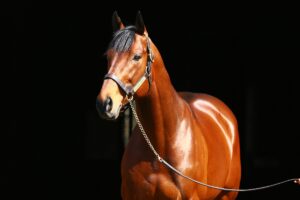 Coolmore America | Home Of Champions Experience - Coolmore America