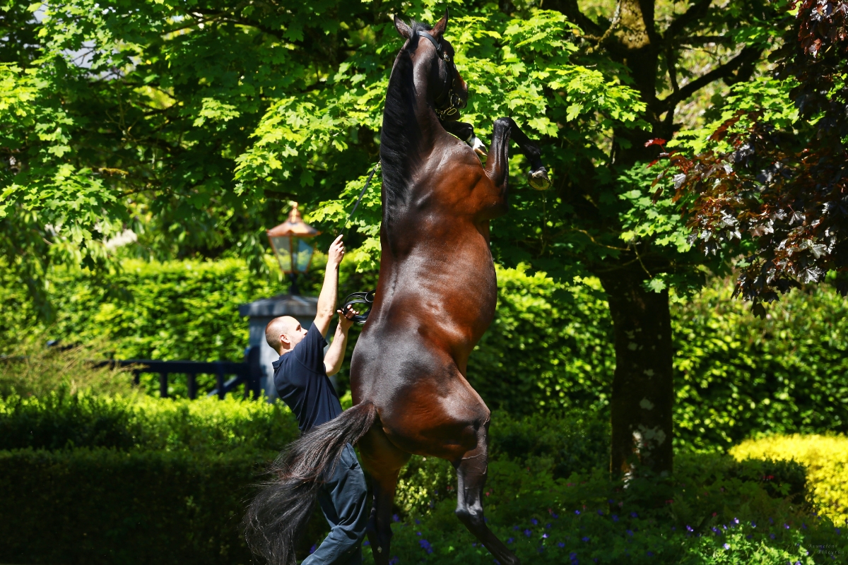 Camelot rearing