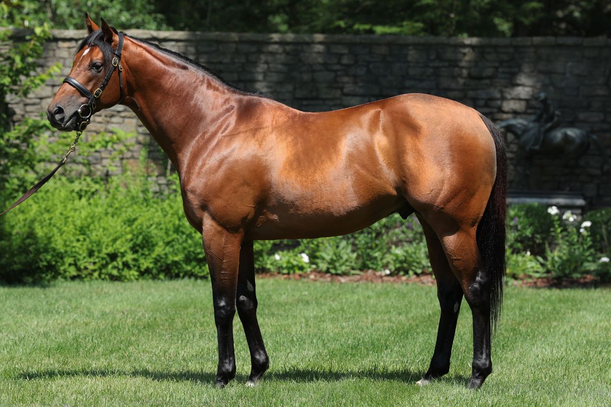 クールモアスタッド Our American Stallions - Coolmore
