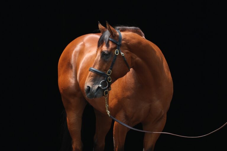 クールモアスタッド Coolmore America | Home Of Champions Experience - Coolmore America