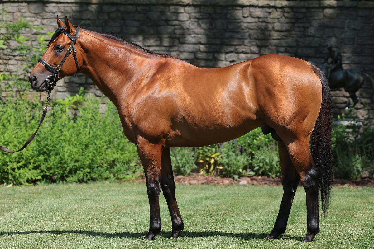 Our American Stallions - Coolmore