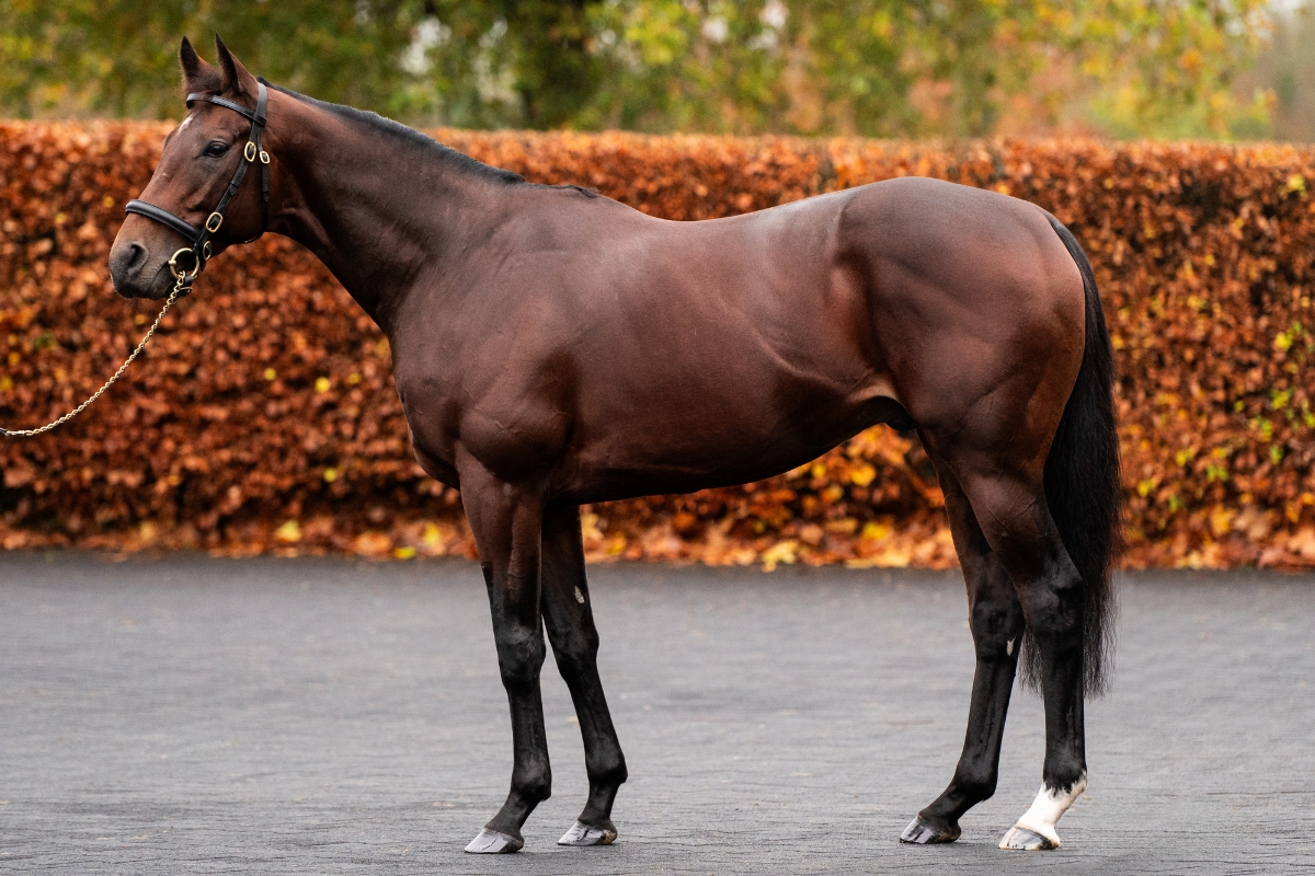Delacroix Stallion - Coolmore
