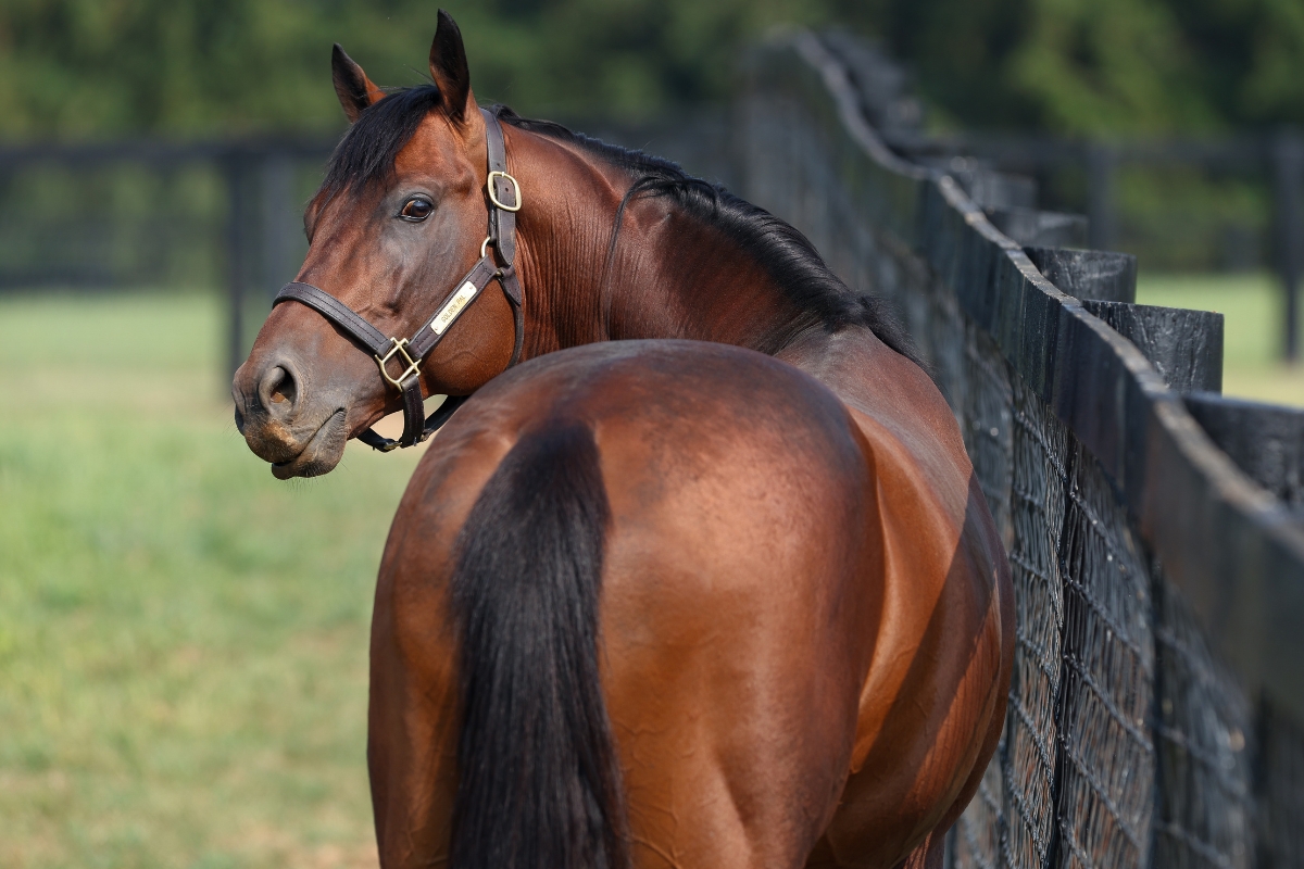 Golden Pal paddock