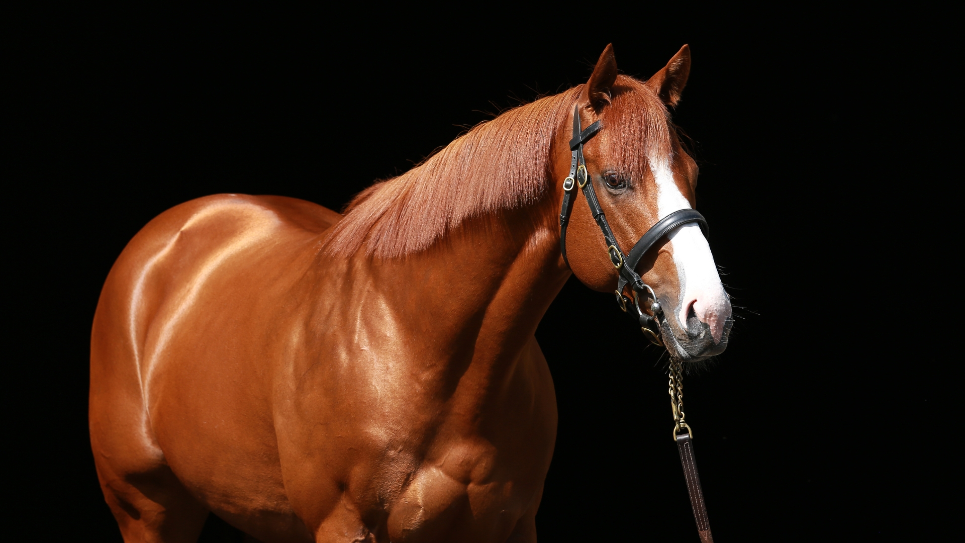 Justify Stallion - Coolmore