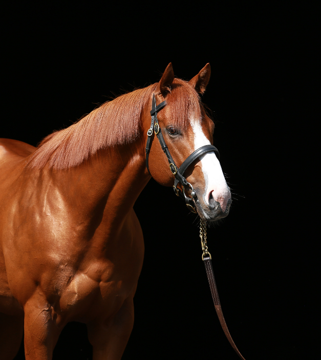 Οθόνη κινητού που δείχνει τη διεπαφή της MyStake App