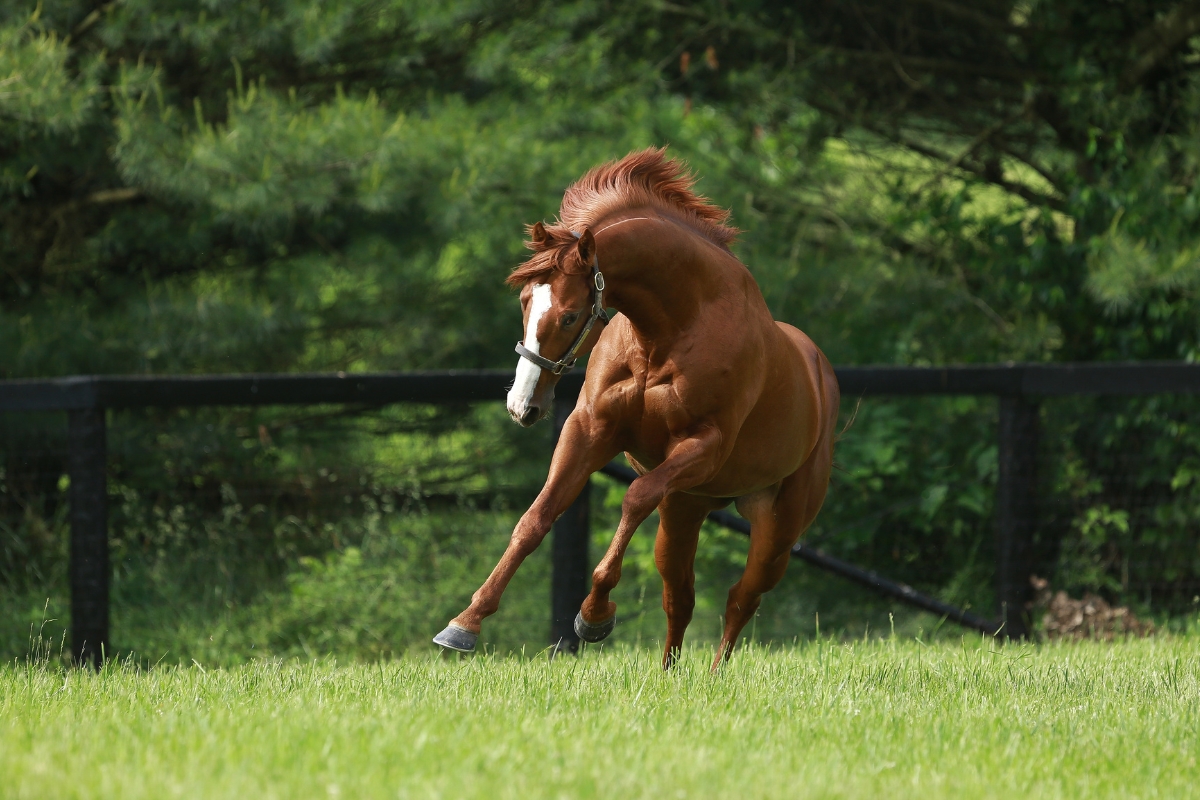 Justify Paddock 2