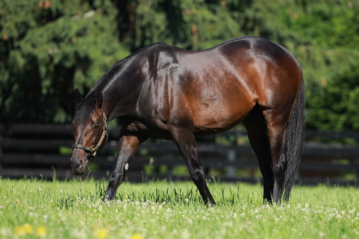 Mo Town paddock