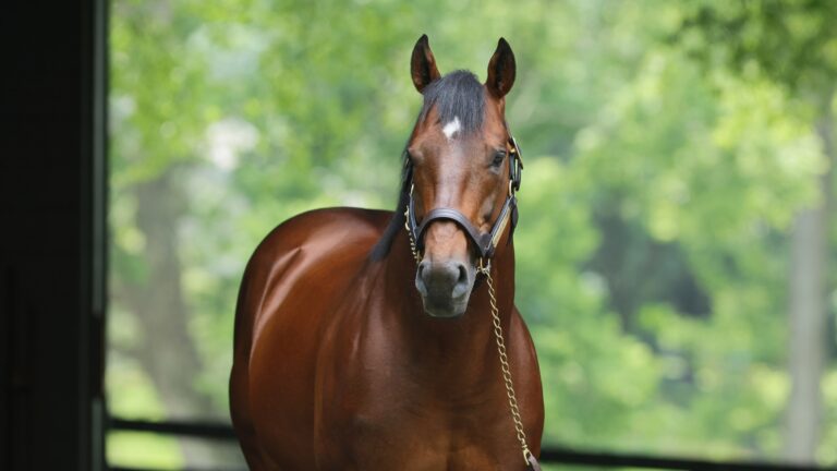 Practical Joke Stallion - Coolmore