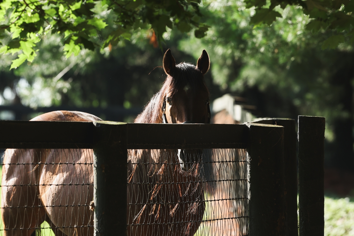 Practical Joke paddock 2