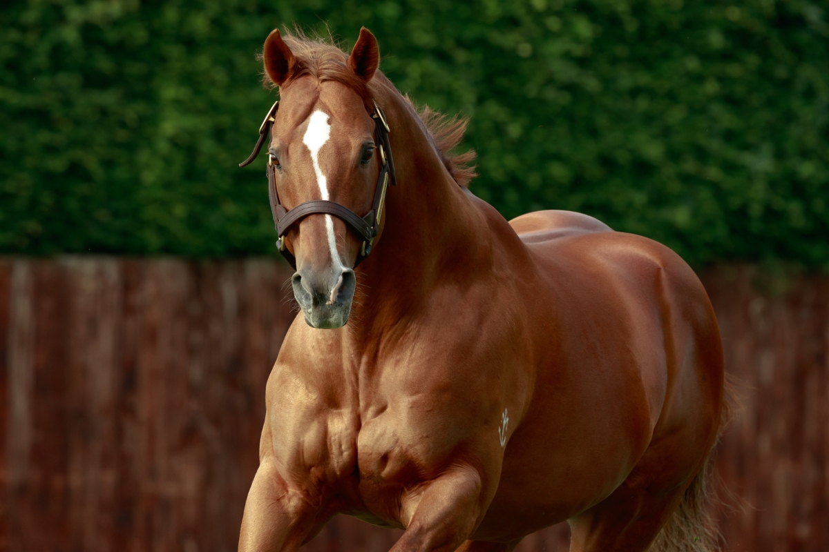 Starspangledbanner galloping