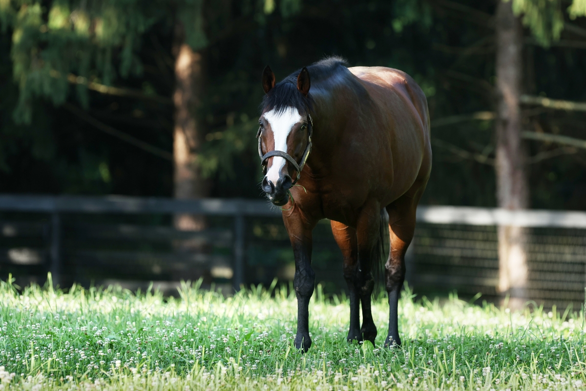 Tiz The Law paddock 2
