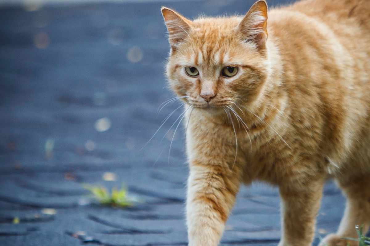 Ashford Cat Gallery America