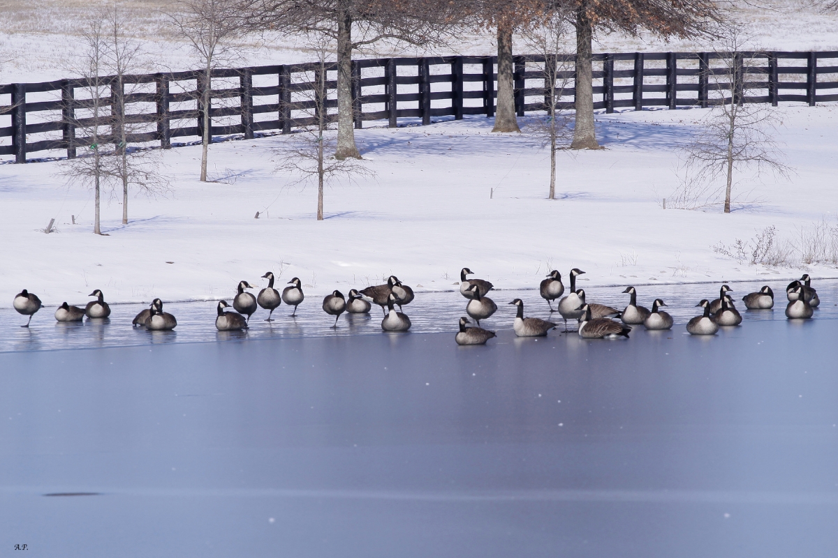 Ashord Pond Gallery America