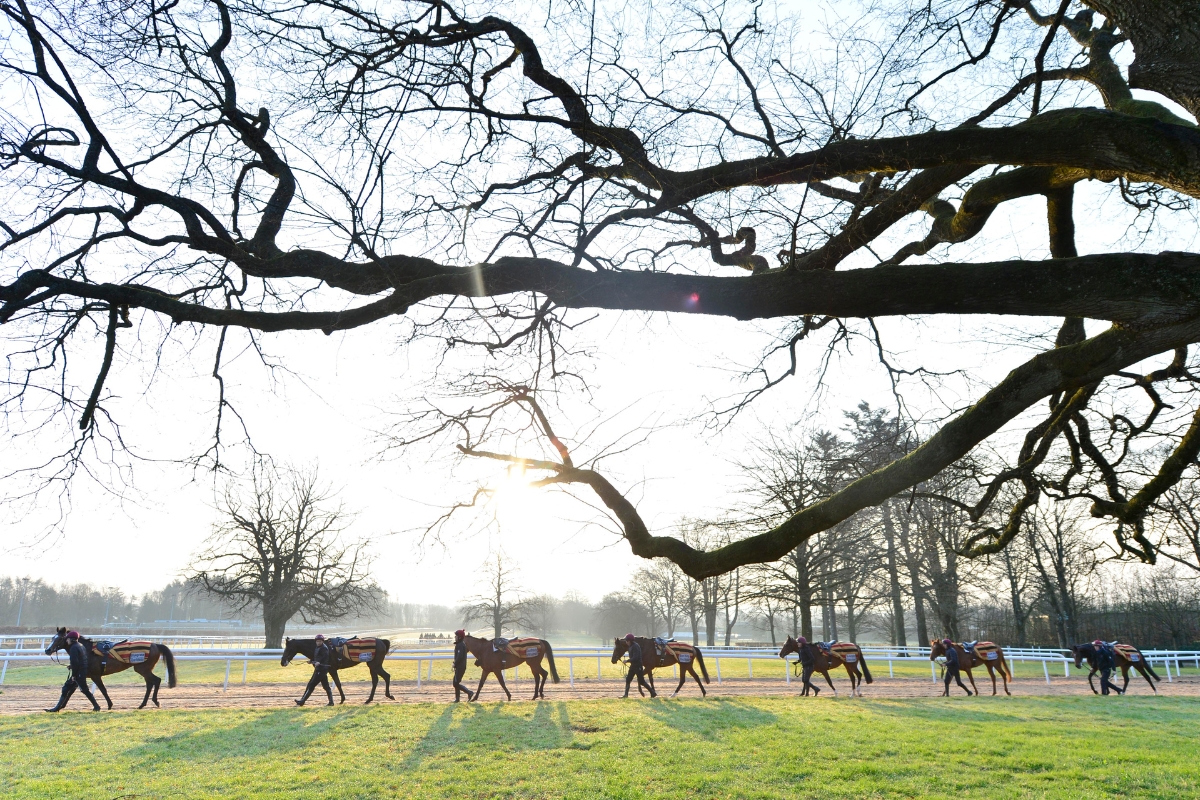 Ballydoyle Gallery 1