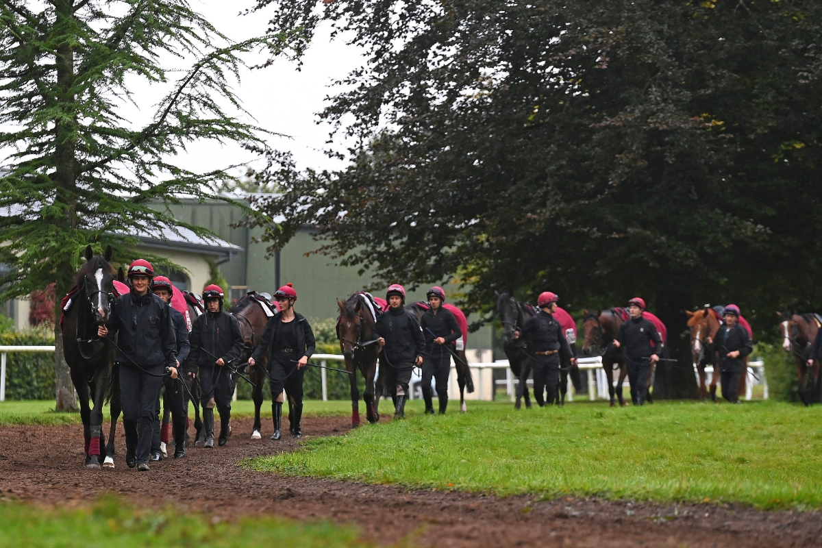 Ballydoyle Gallery 10
