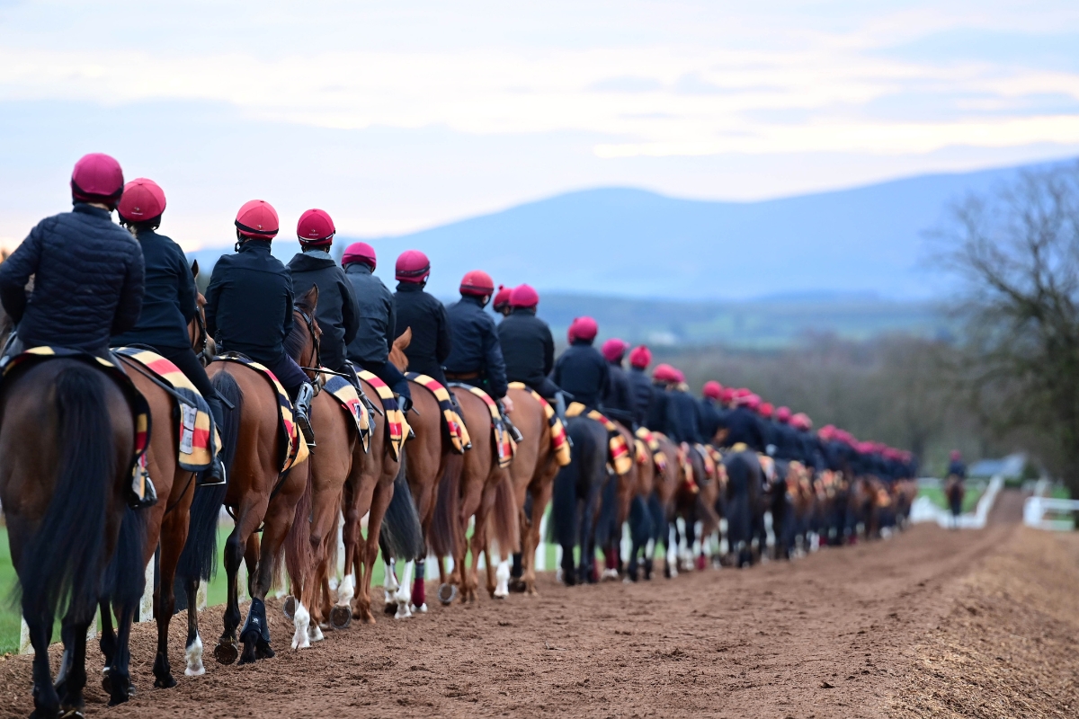 Ballydoyle Gallery 14