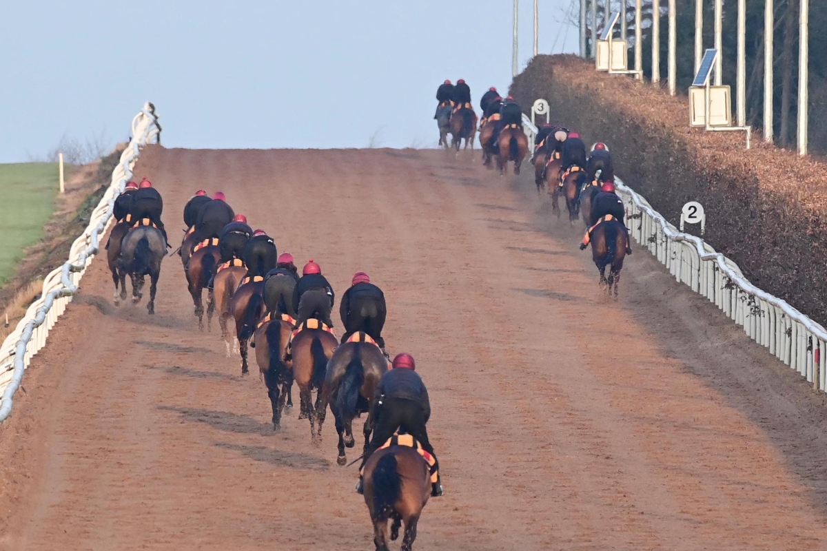 Ballydoyle Gallery 19