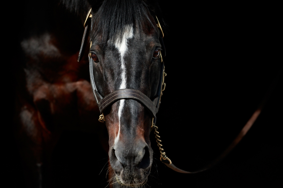 Champion Sire Wak In The Park Gallery National Hunt