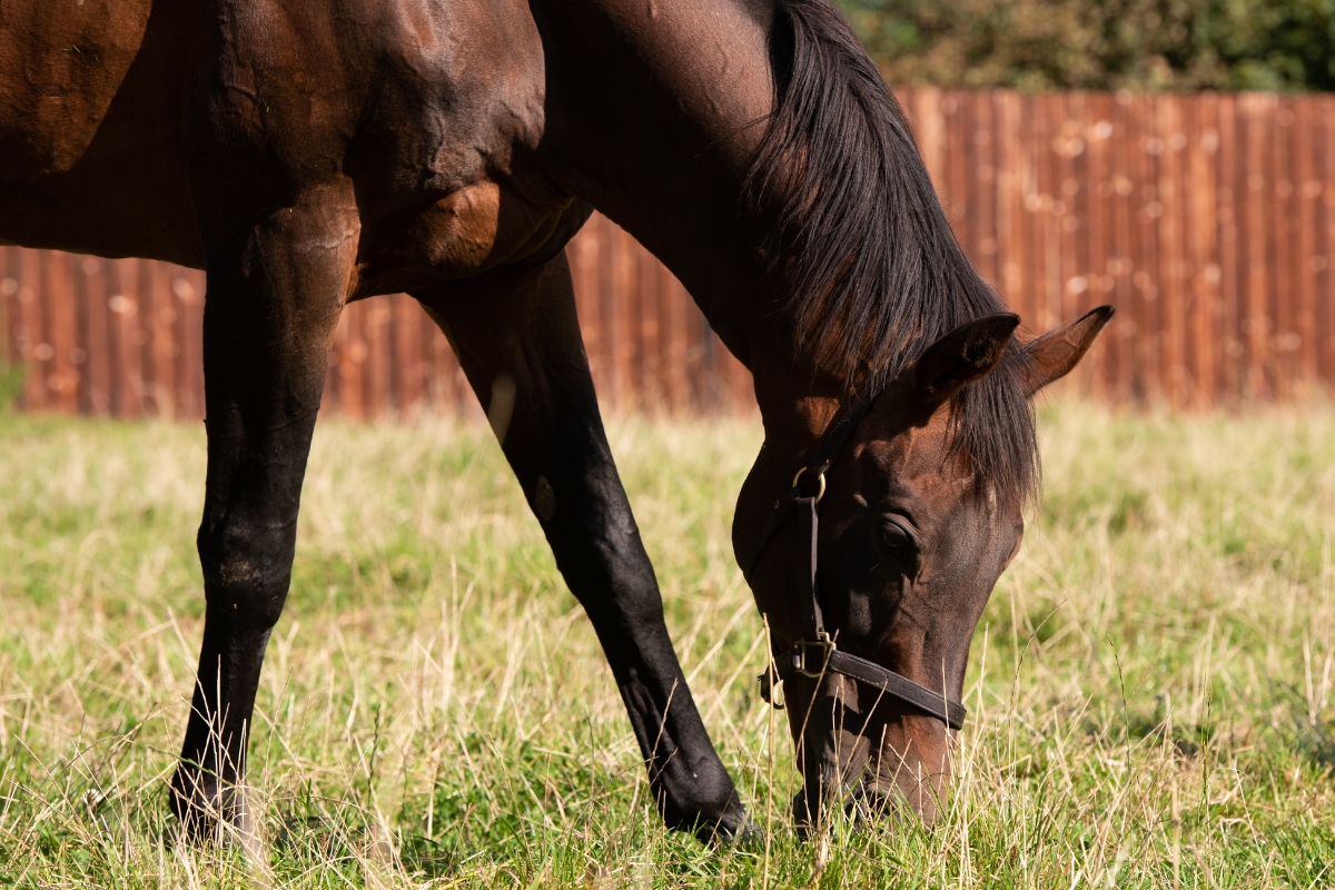Champion sire Flemensfirth Gallery National Hunt