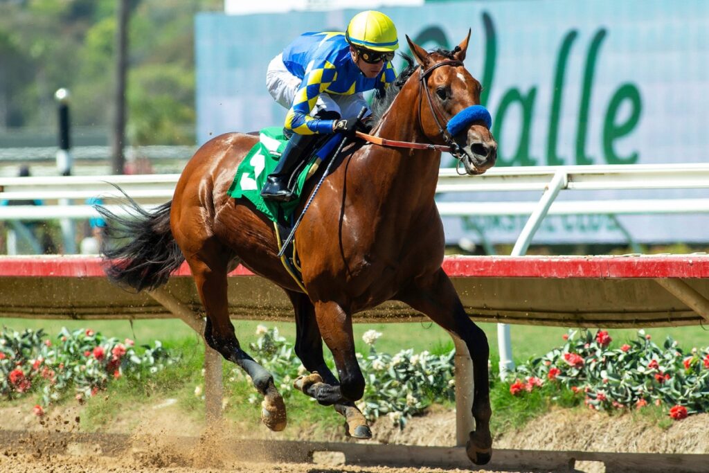 Coolmore America | Home Of Champions Experience - Coolmore America