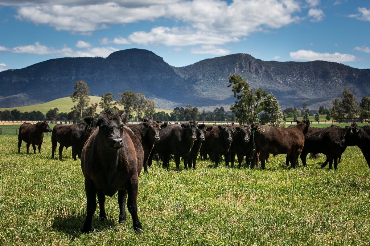 Coolmore Australia Cattle Gallery Australia