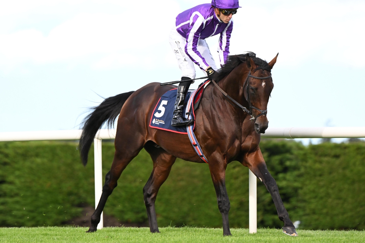 Delacroix Stallion - Coolmore