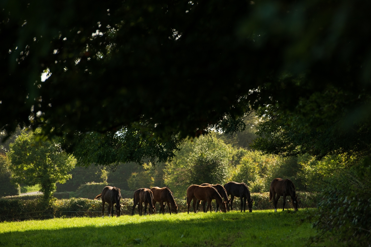 Foals grazing at The Beeches Stud Gallery National Hunt