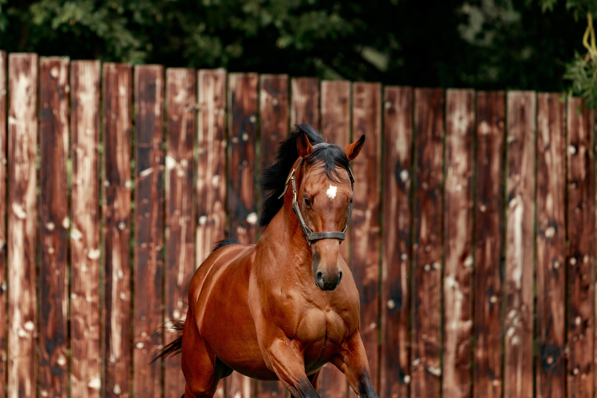 Luxembourg paddock 2