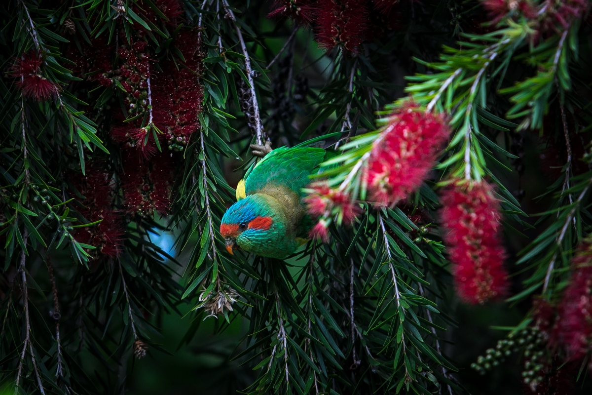 Macaw Gallery Australia