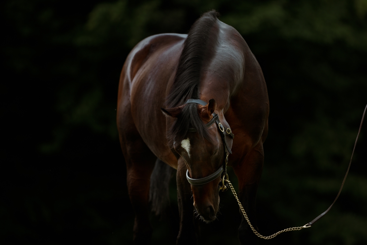 Order Of St George Gallery National Hunt