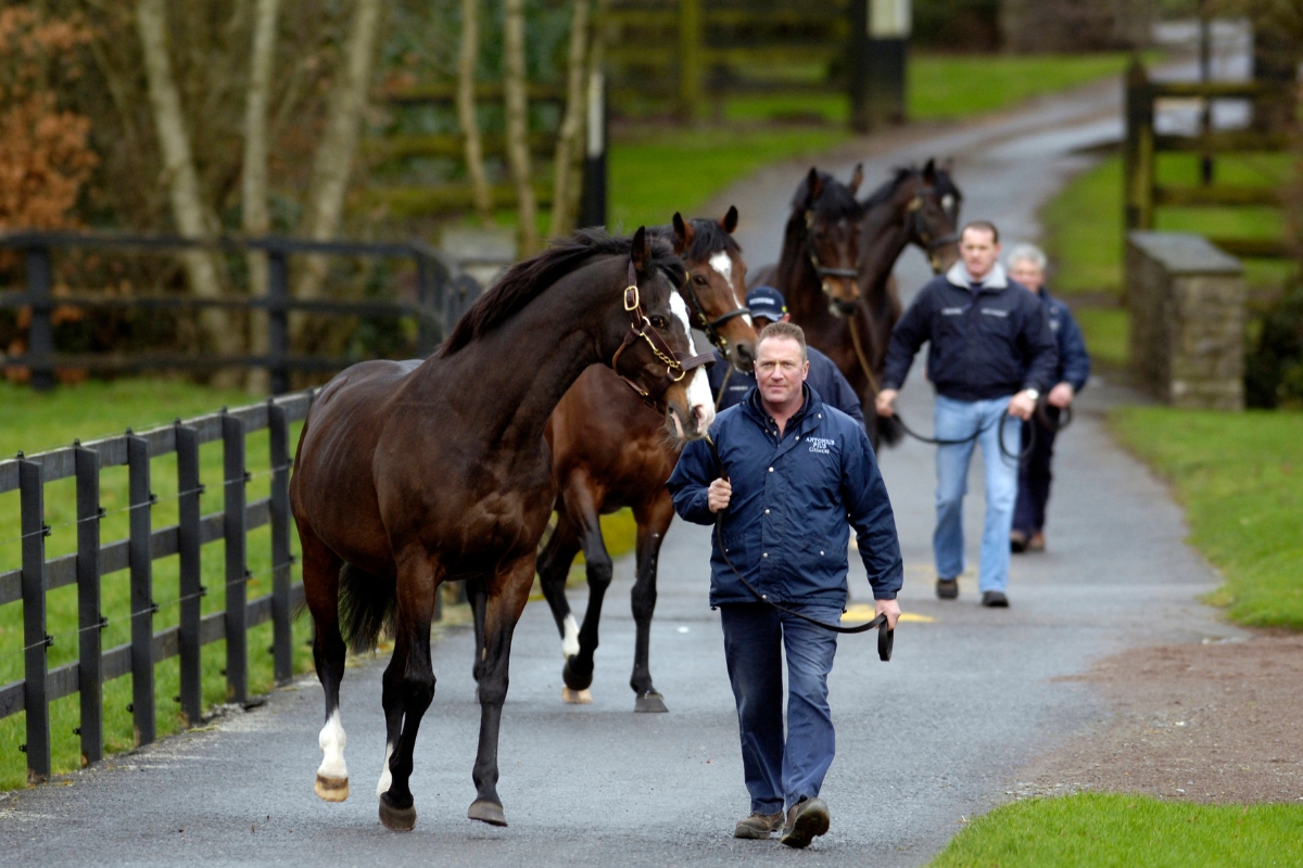 Sadler's Wells leads Galileo, Montjeu & High Chaparral Gallery Ireland