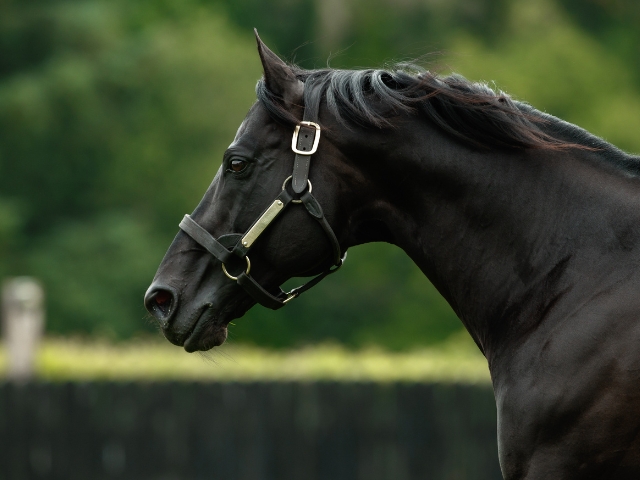 私たちについて - Coolmore