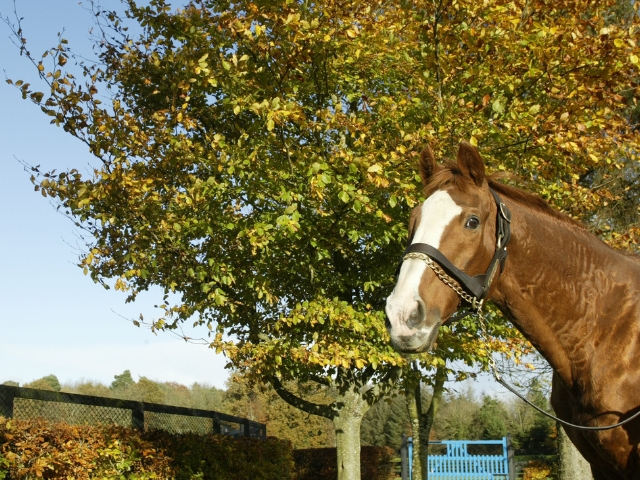 私たちについて - Coolmore