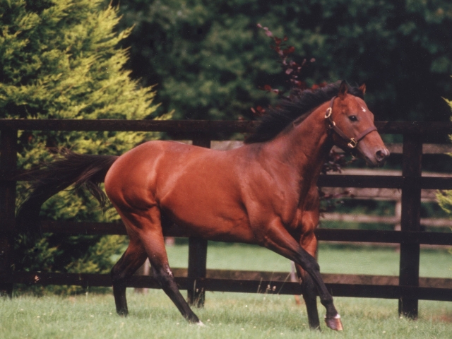 About Us | Farms私たちについて - Coolmore