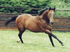 私たちについて - Coolmore