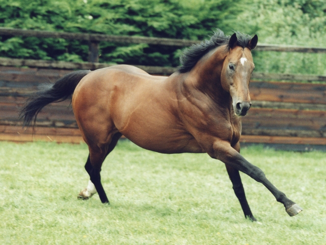 私たちについて - Coolmore