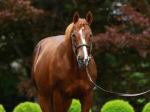 私たちについて - Coolmore