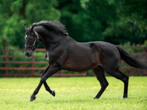 私たちについて - Coolmore