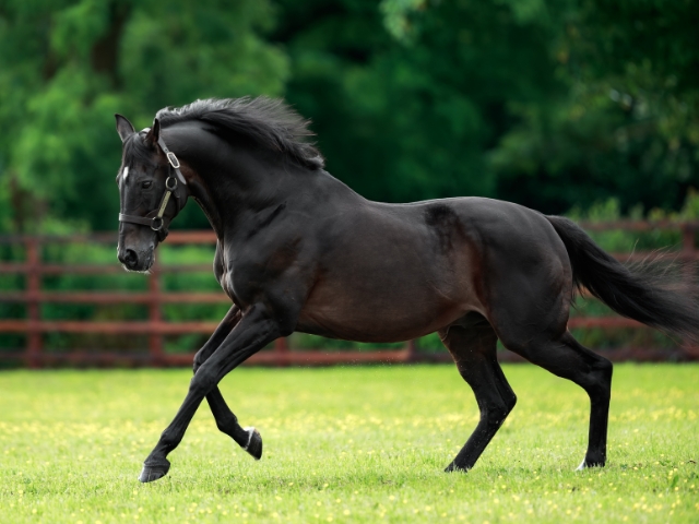私たちについて - Coolmore