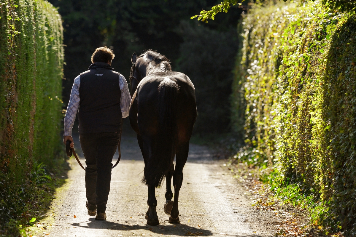 Vadamos walking away