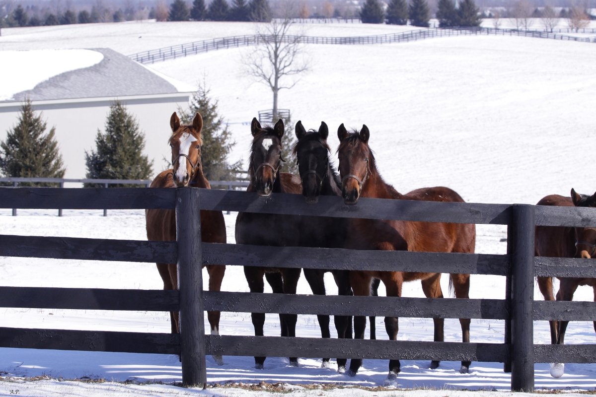 Yearlings in the snow Gallery America