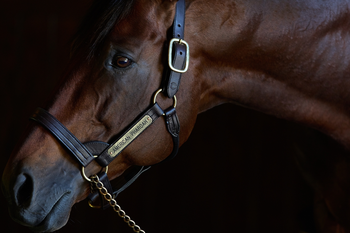 American Pharoah News Story 1