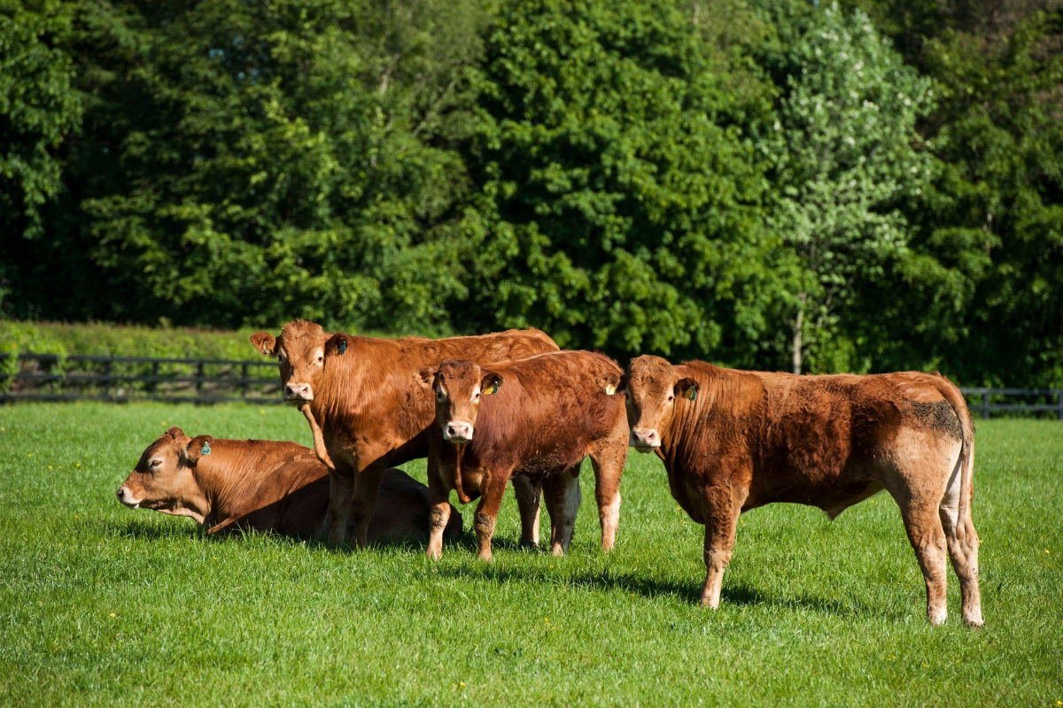 Cattle Ireland Gallery