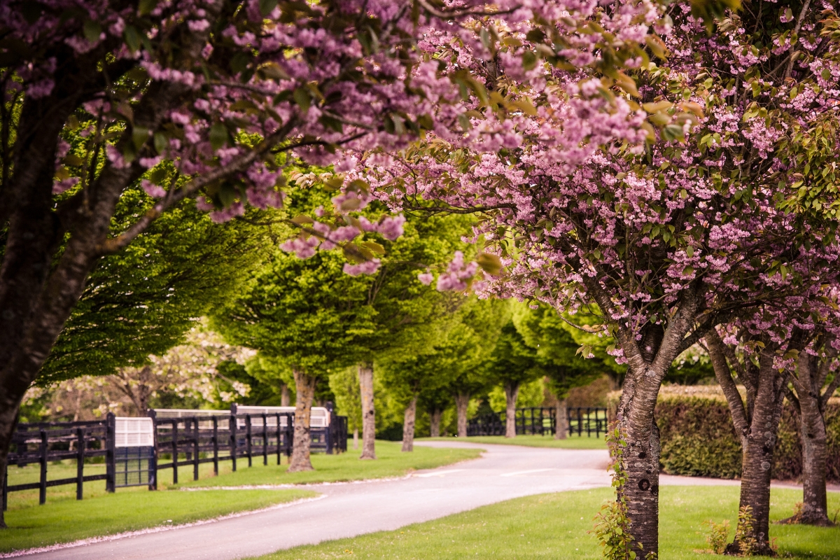 Cherry Blossom Ireland Gallery
