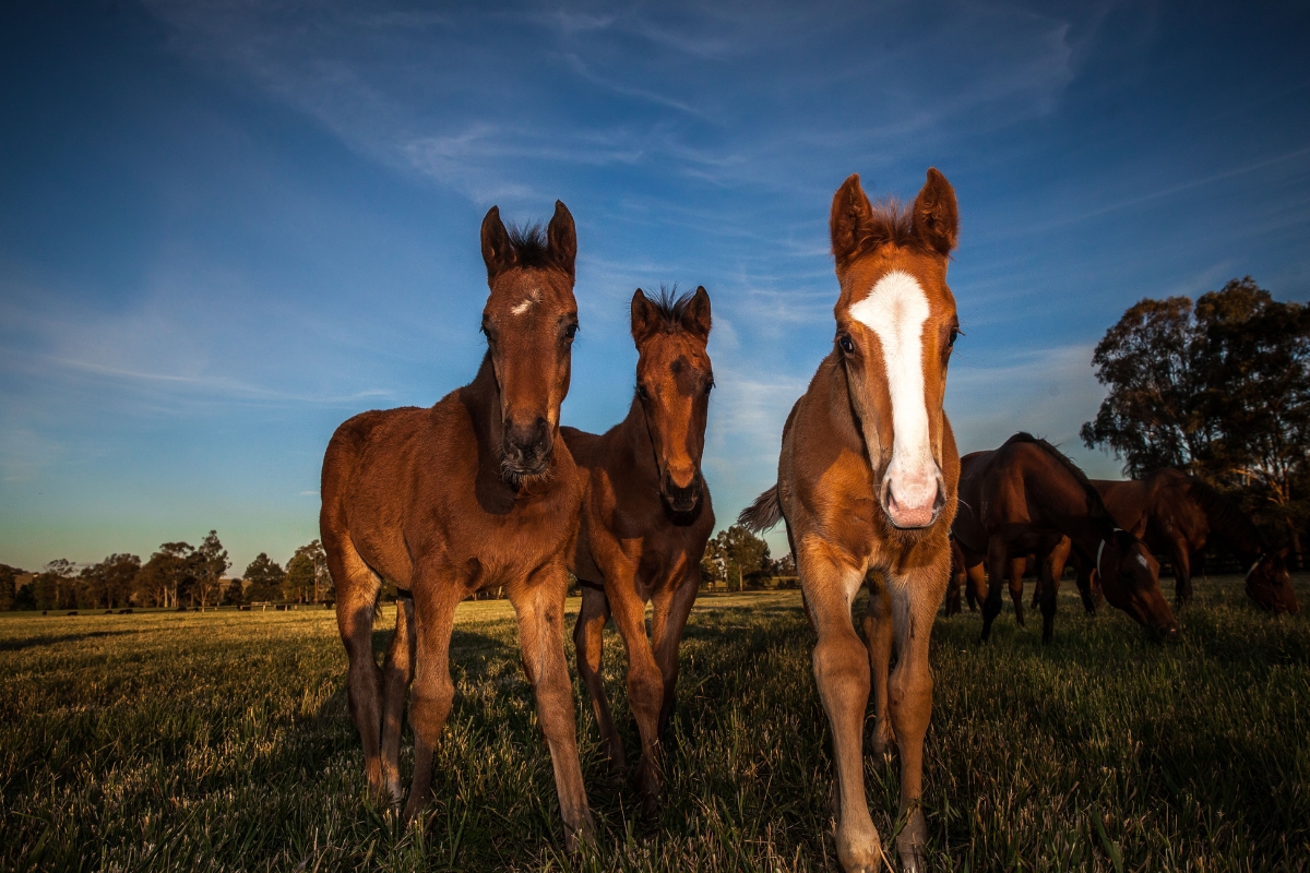 Close Up Foals Australia Gallery