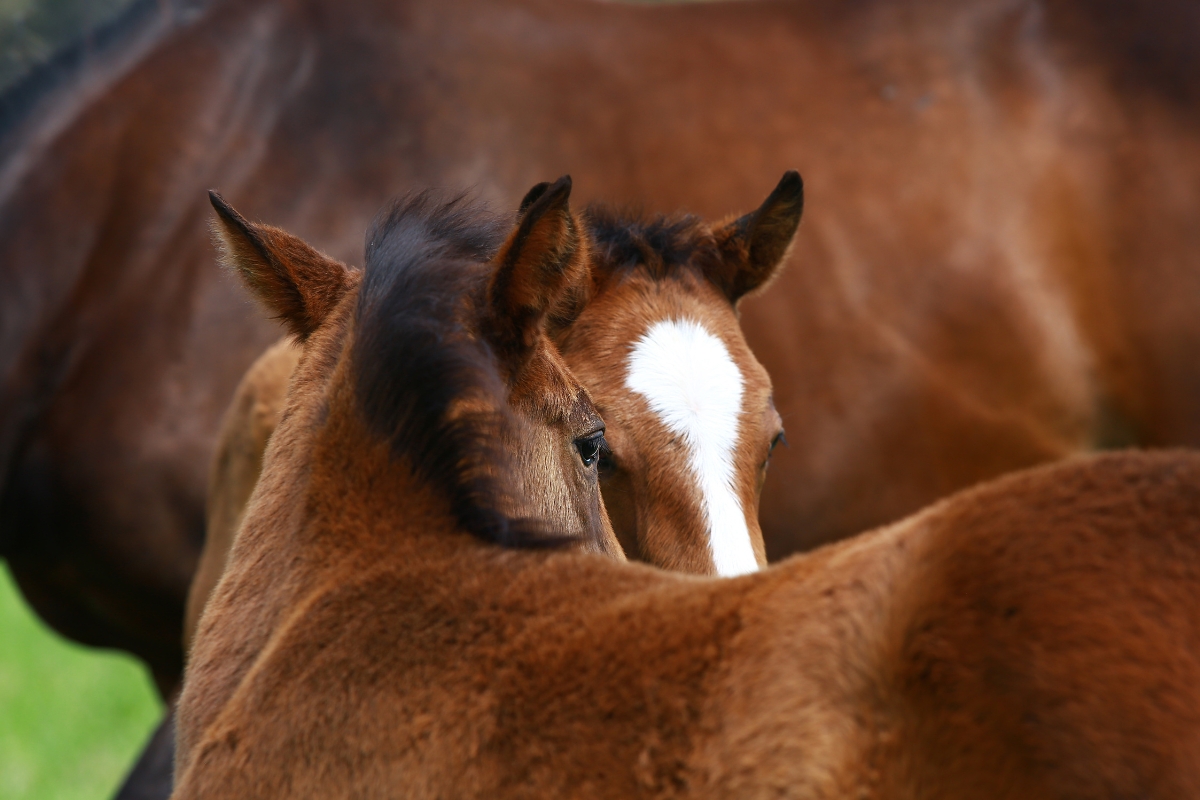 Close up two foals Australia Gallery