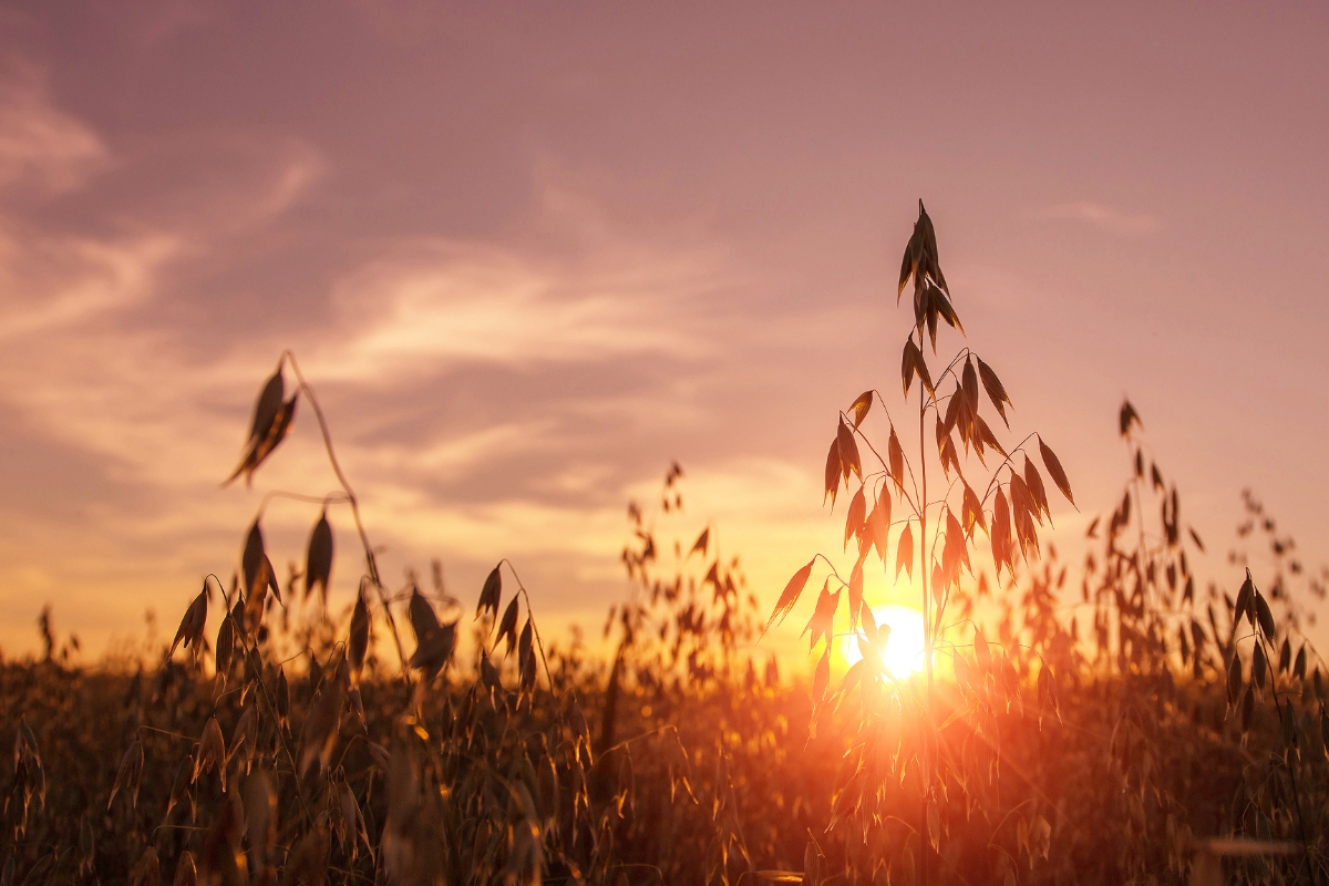 Farm Sunset Ireland Gallery