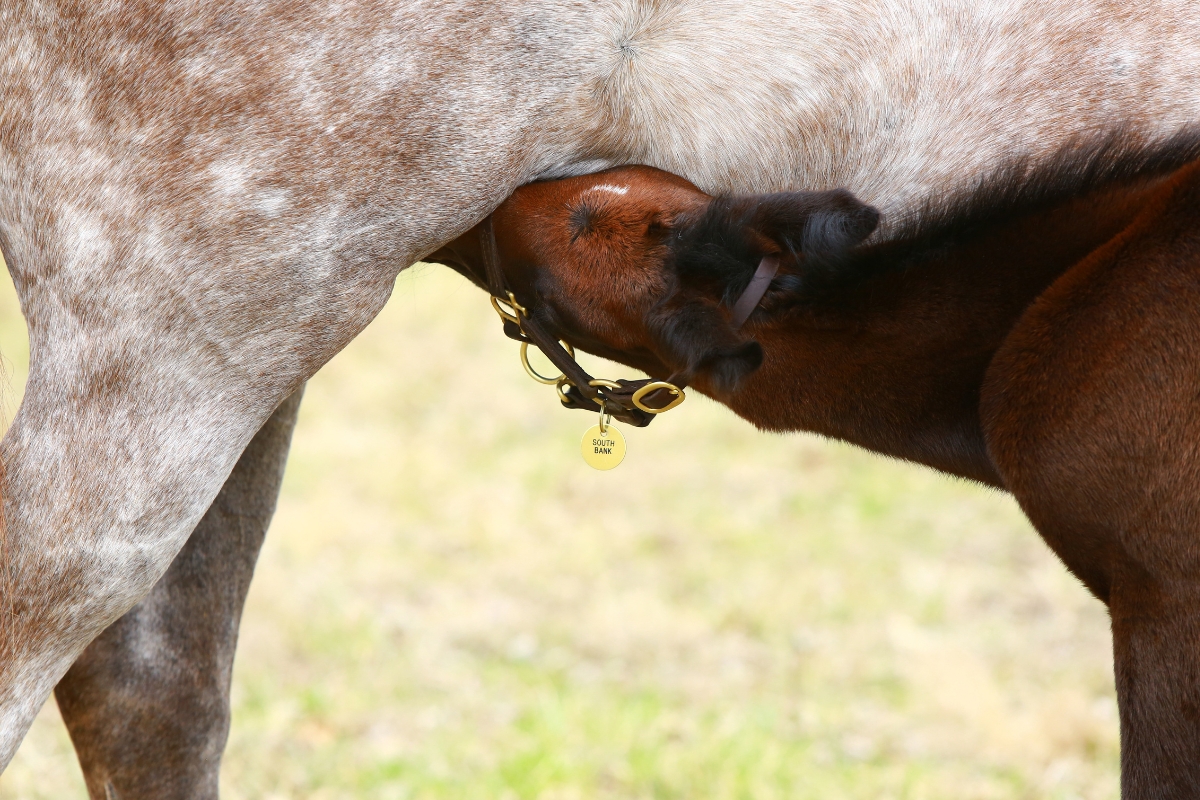 Foal Nursing America Gallery