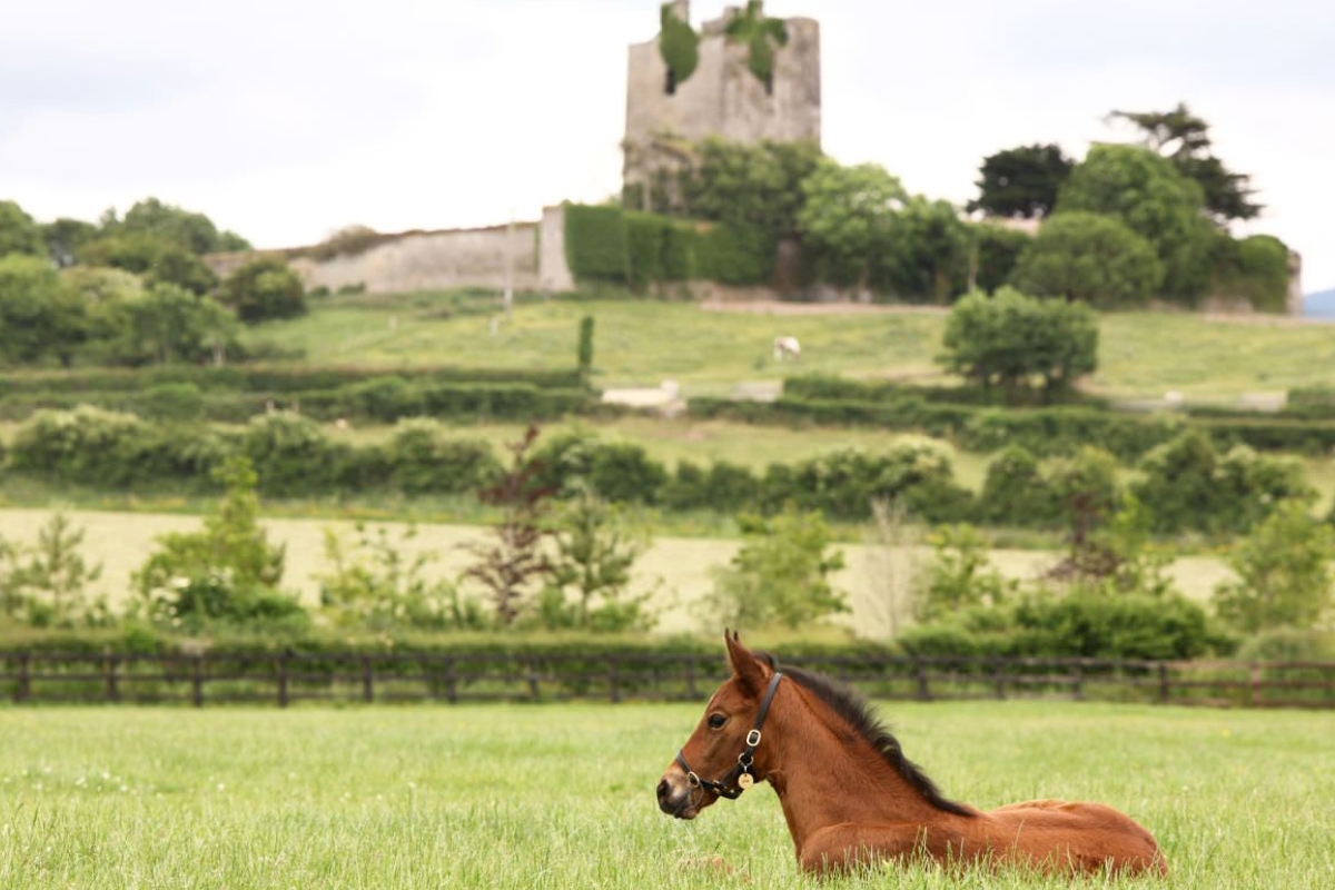 Foal in front of castle Ireland Gallery