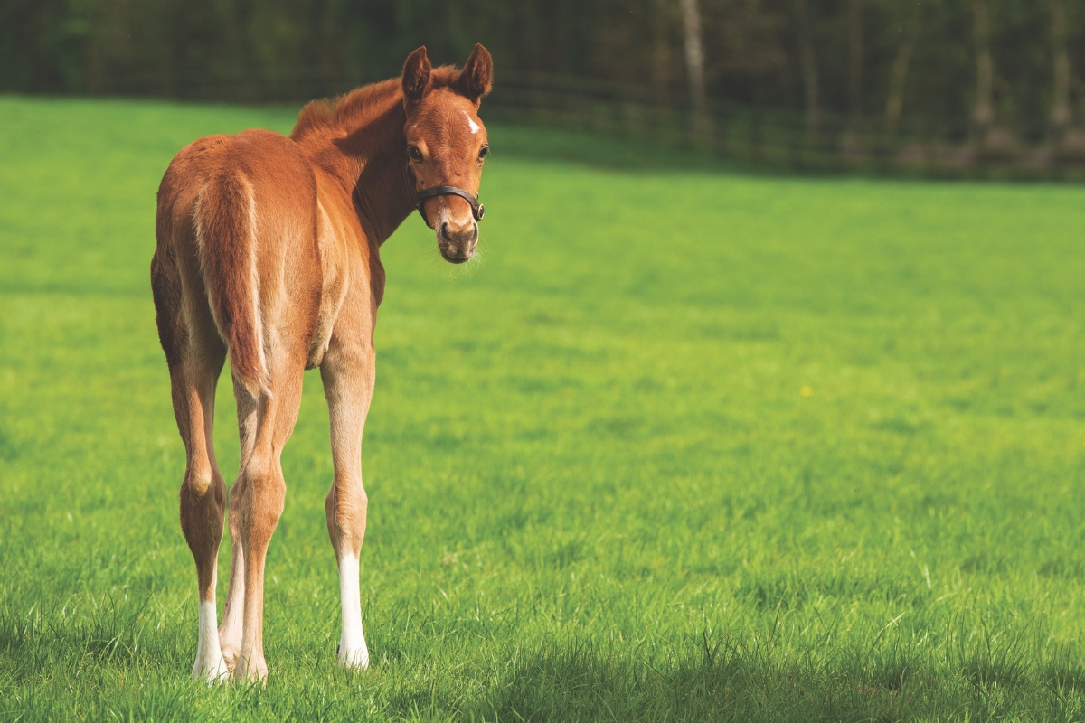 Foal in paddock Ireland Gallery